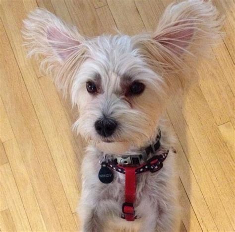 This animal could be euthanized if not adopted soon. Adopt a Morkie, look at Morkie rescue or find Morkie ...
