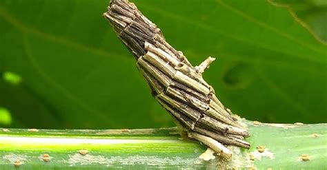The Bagworm Moth Caterpillar Builds Itself A Miniature Log Cabin Cocoon