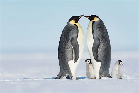 Emperor Penguin Adults With Chicks Atka Bay Antarctica
