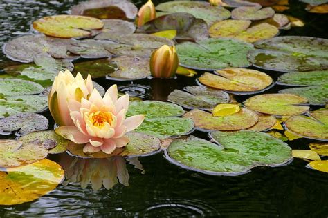 Water Lily Flowers Lily Pad Flowing Koi Pond Deep Cut Gardens