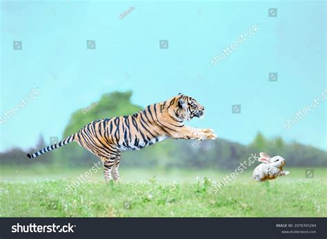 16239 Imágenes De Tiger And Rabbit Imágenes Fotos Y Vectores De