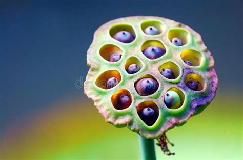 Lotus Seed Pod Close Up Of A Multi Colored Lotus Seed Pod With Seeds Affiliate Close
