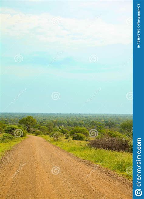 Dirt Road In South African Game Reserve Stock Photo Image Of Savannah