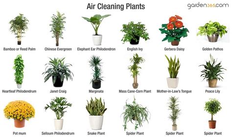 Climbing philodendrons need indirect light, while upright styles accept brighter light. best air cleaning plants (With images) | Air cleaning ...