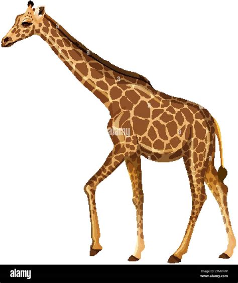 adult giraffe in standing position on white background illustration stock vector image and art alamy