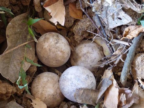 Corbin Wildlife Park Cares For Yellow Footed Tortoises Eggs