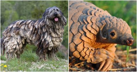 10 Impossibly Strange Looking Animals That Dont Even Seem Real