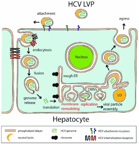 Schematic Representation Of The Hcv Life Cycle Steps Of The Hcv Genome