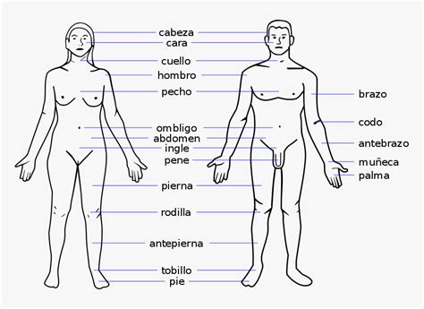 The female reproductive anatomy includes parts inside and outside the body. Female Body Parts Name With Picture Free Of The Download ...