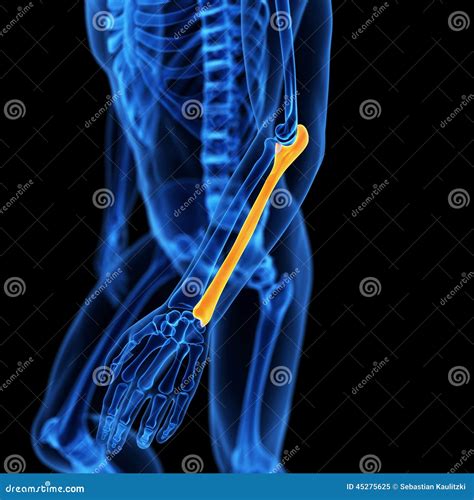 The Ulna Bone Stock Illustration Illustration Of Physiology 45275625