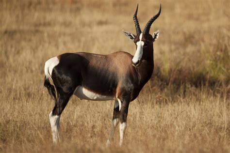 10 Endangered Species Of South Africa Afktravel