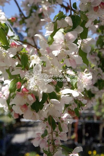 Malus Red Jade Pleureur Pommetier Crabapple Nos Végétaux