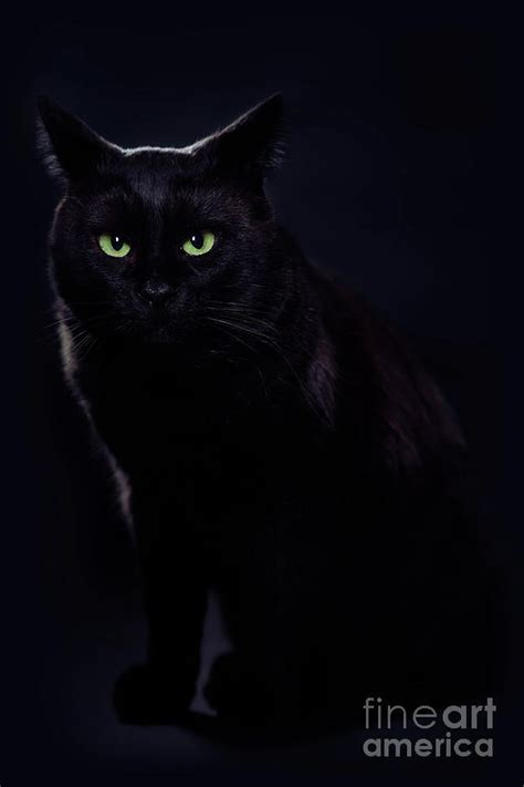 Cute Black Cat With Green Eyes And Fierce Look Art Photo Print