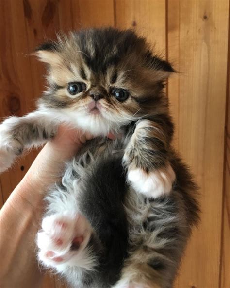 Adorable Mini Persian Kittens Lawton For Sale Lawton Pets Cats