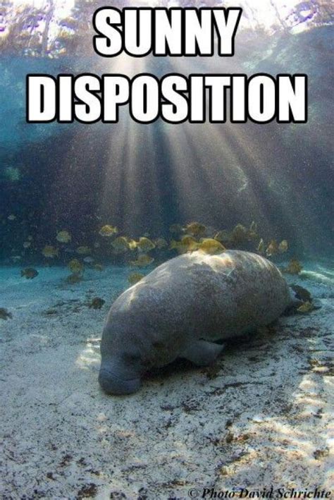 Soooo cute. #sealife #sealife #quotes | Sea cow, Manatee, Cute shark