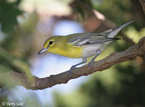 Yellow Throated Vireo Vireo Flavifrons Photos Photographs Pictures