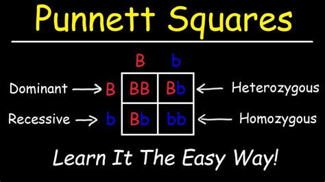 Punnett Square Practice Quiz And Answers To Learn Quizzma