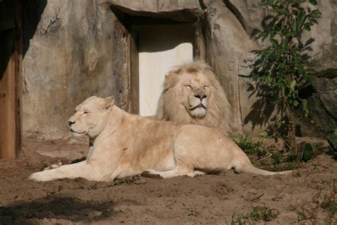 White Lions Zoochat