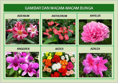 Nama Jenis Bunga Dan Gambarnya Terbaru