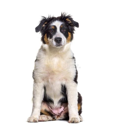 Puppy Australian Shepherd Dog Looking At Camerafour Months Old Stock