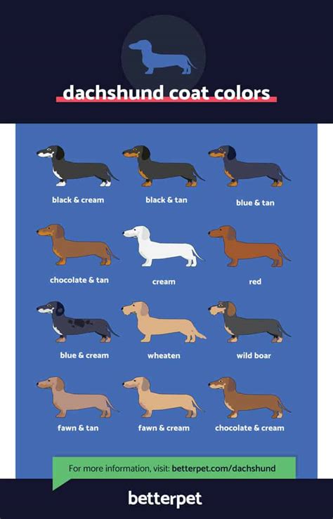 Dachshund Dog Breed Characteristics Pictures Care Tips