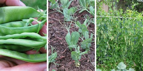 How To Grow Snow Peas Successfully