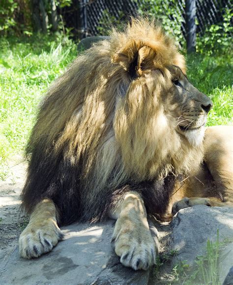 Akron Zoo 06 06 2014 Lion 13 Lion Akron Zoo David Ellis Flickr