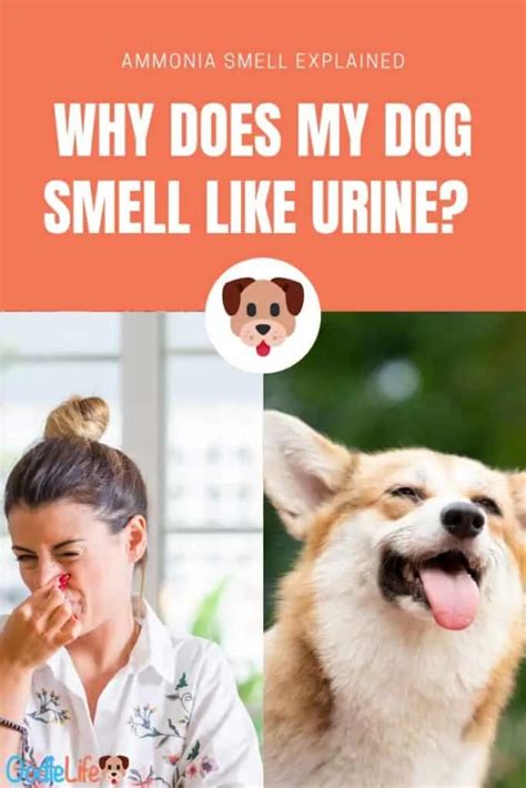 Reasons Why My Dog Smells Like Urine Diy Fixes Oodle Life