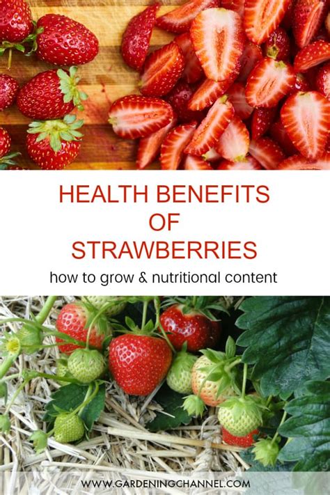 The Health Benefits Of Strawberries Gardening Channel