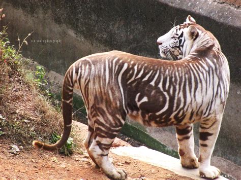 Nandankanan Zoological Park Bhubaneswar