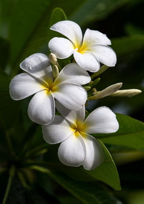 Plumeria World Photography Image Galleries By Aike M Voelker