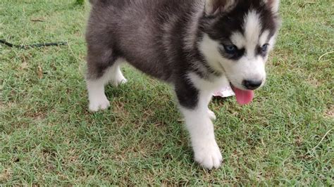 Siberian Husky Black And White Blue Eyes Import Father Puppy