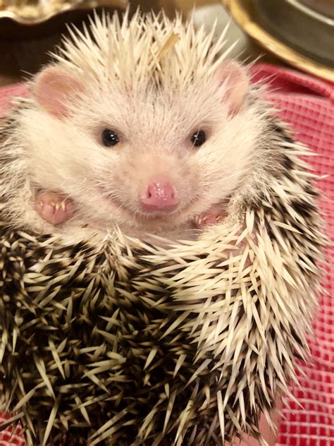 I have had him vet checked and he is child friendly and a non shedding. Hedgehog Animals For Sale | Neosho, MO #303945 | Petzlover