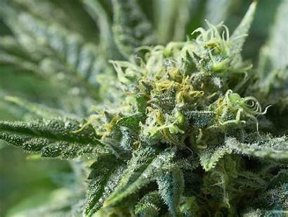 Marijuana Strains Cannabis Weed Plant Fast Buds