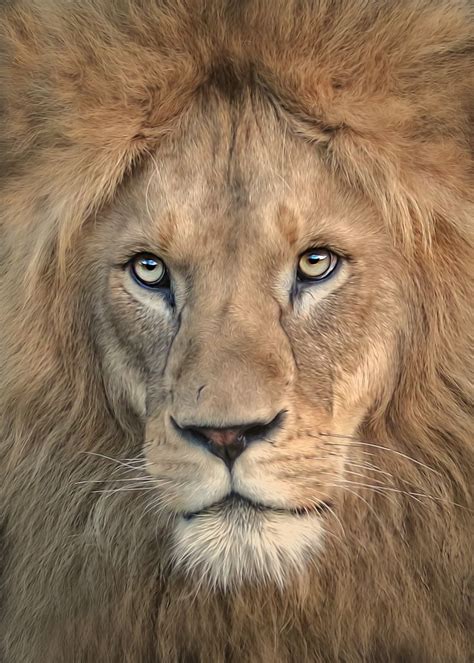 Majestic Male Lion Portrait By Detlef Knapp Majestic Animals