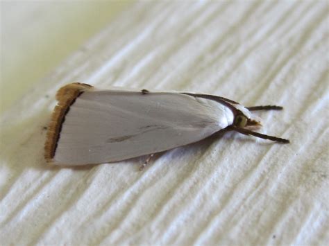 Snowy Urola Moth Urola Nivalis Order Lepidoptera Superf Flickr