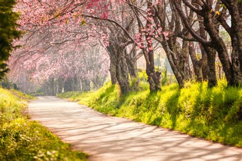 India Hosted Autumn Cherry Blossom Festival In Shillong Thats A Visual