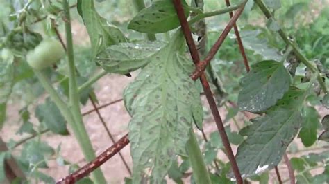 Tomato Plant Disease Youtube