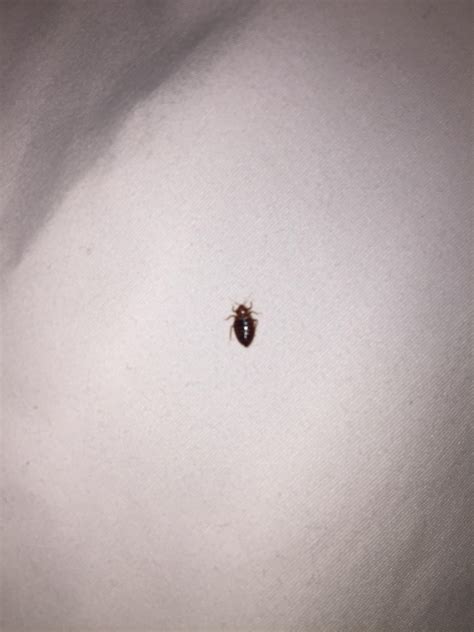 Any Idea If This Is A Bed Bug Rbedbugs