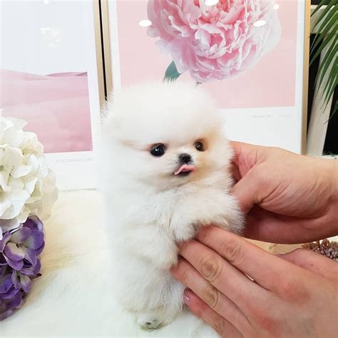 Mini Teacup Pomeranian Puppies For Sale 250 Pets Lovers