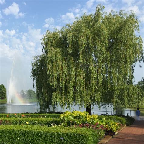 Weeping Willow Shade Trees for Sale - FastGrowingTrees.com