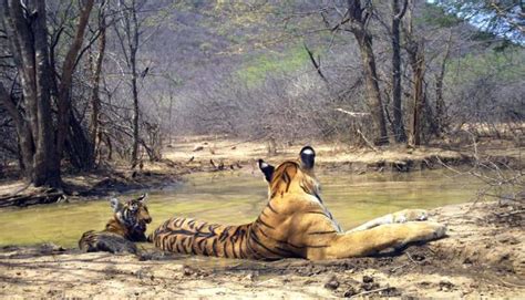 Ranthambore National Park Welcomes Newborn Cubs