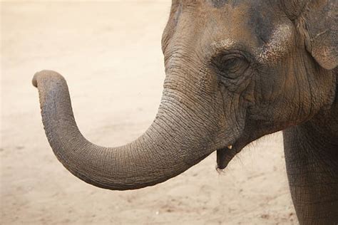 Royalty Free Elephant Trunk Close Up Pictures Images And Stock Photos