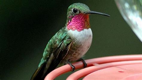 hummingbird hd wallpaper background image  id