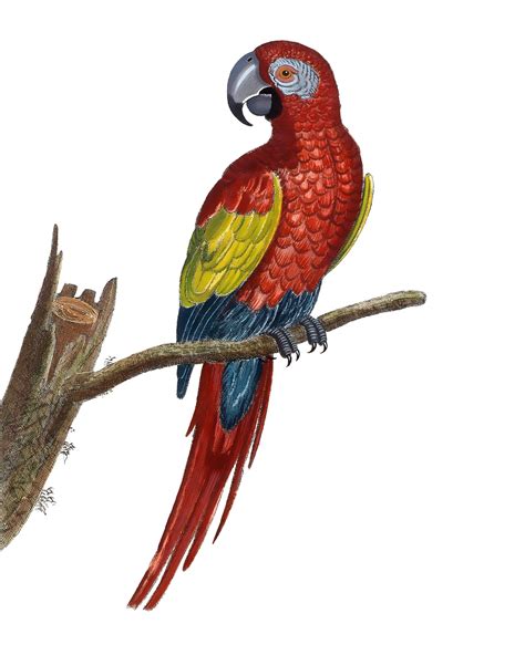 Parrot Macaw Drawing Free Stock Photo Public Domain Pictures