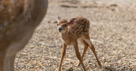 Deer Gestation Period How Long Are Deer Pregnant 062023