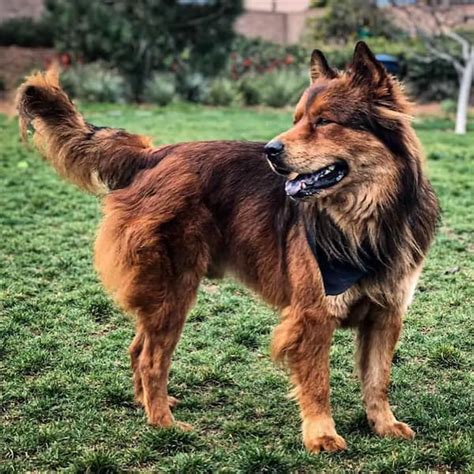 chow chow german shepherd mix all about this crossbreed
