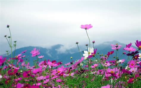 Hd Nature Landscapes Flowers Plants Fields Mountains Sky