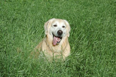 Happy Golden Retriever Dog Sitting In Green Grass Stock
