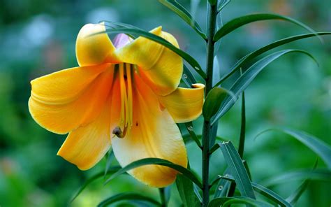 Beautiful Yellow Lily Flower Wide